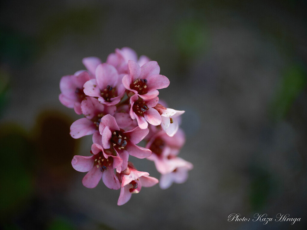 DSCF2176