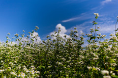 蕎麦の花越しの空