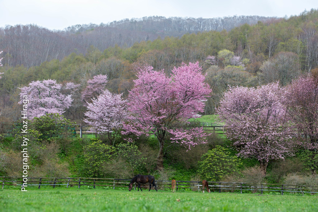 桜花とサラブレッド