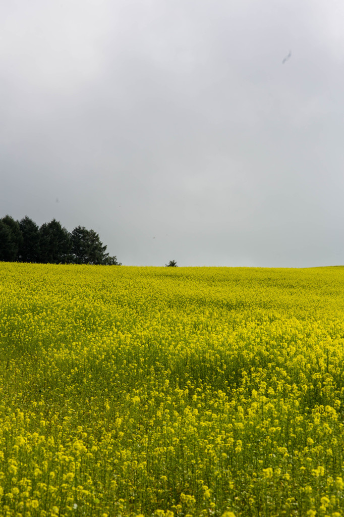 緑肥用菜の花畑