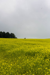 緑肥用菜の花畑