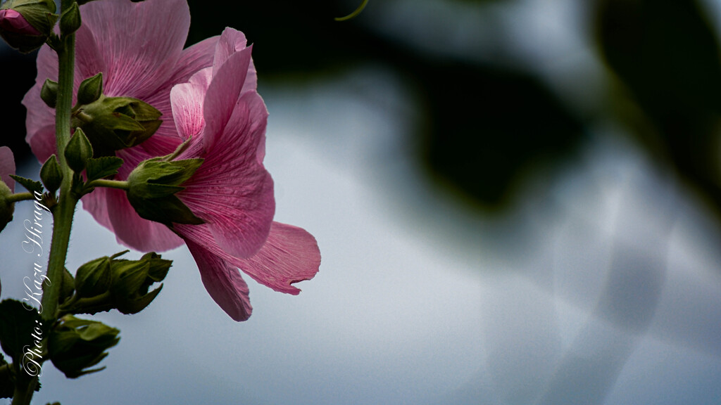 X-H2s/B061