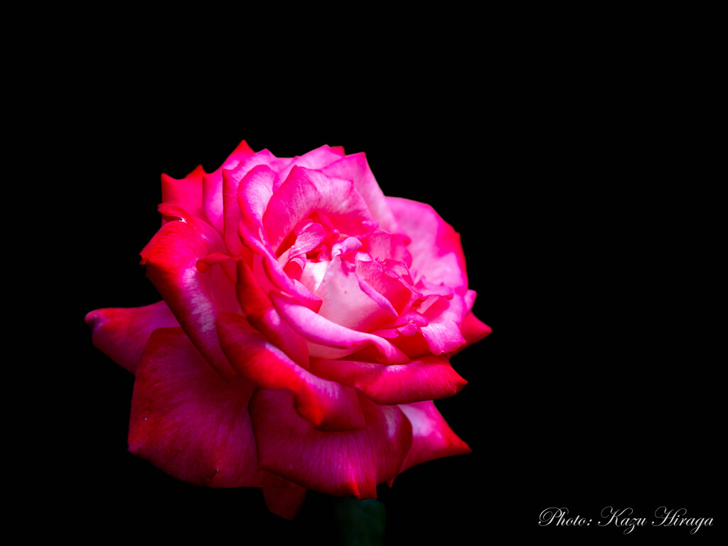 薔薇をお届け