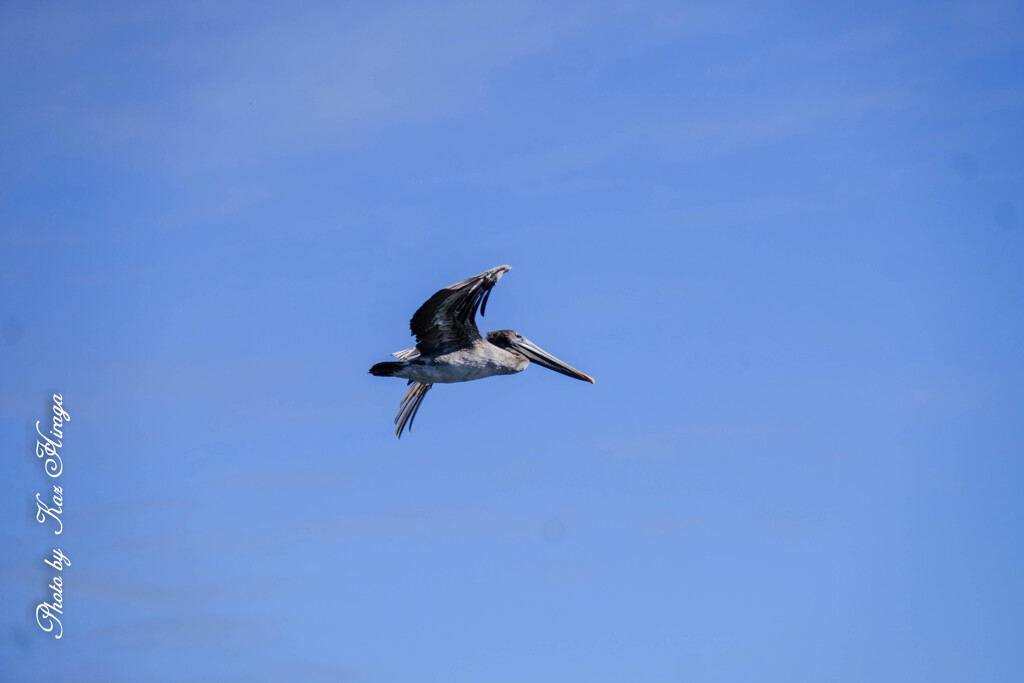American white pelican
