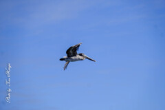 American white pelican