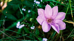 SIGMA 30㎜ f1.4 DG DN XMount