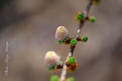 落葉松の花
