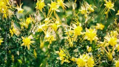 SIGMA 56mm f1.4 DC DN