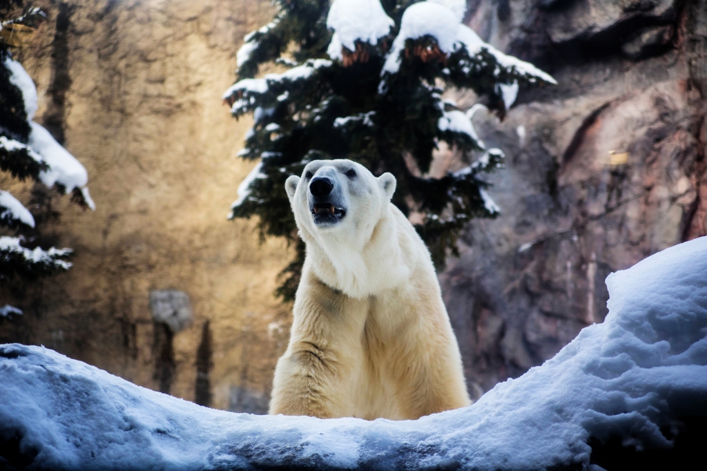 冬の旭山動物園、シロクマ