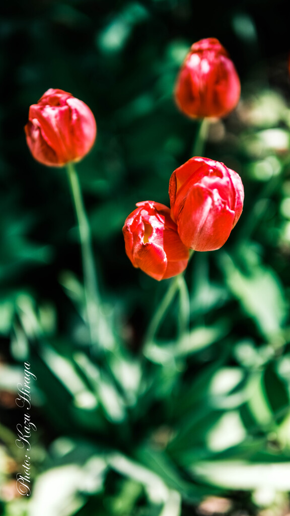 SIGMA 30㎜ f1.4 DG DN X-mount