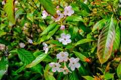 At a San Francisco Botanical Garden