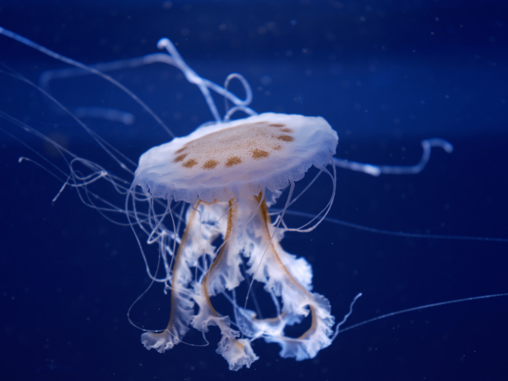 クラゲ水族館