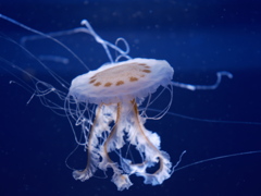 クラゲ水族館