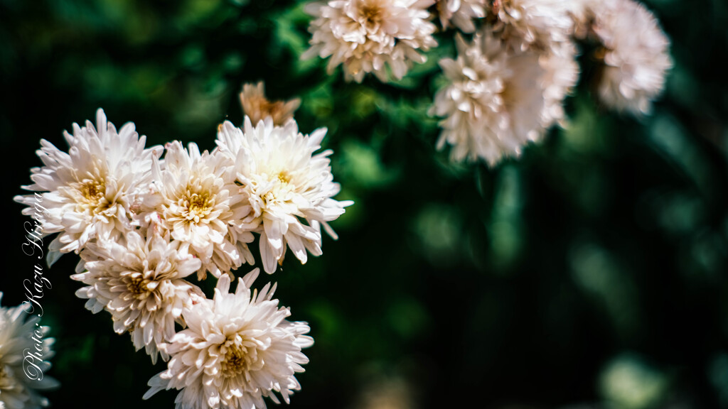 GFXでSuper-takumar 50mm