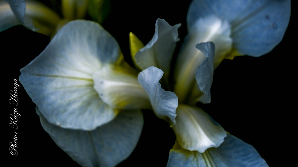 散歩花撮