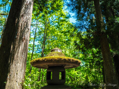 戸隠神社　奥社参道