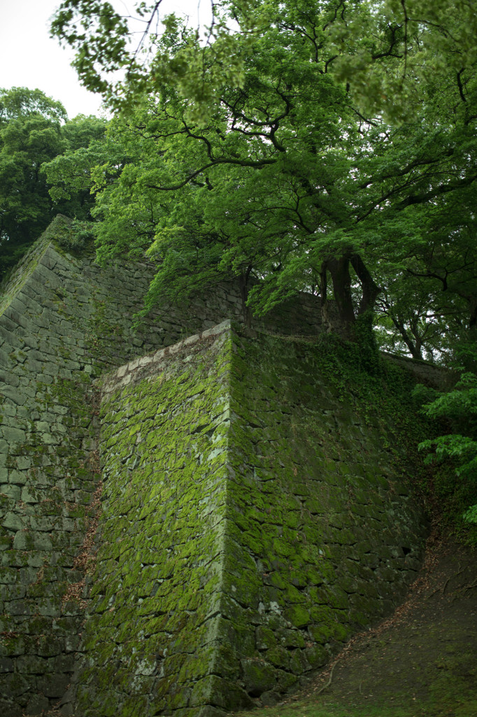 朝の散歩、熊本城　4