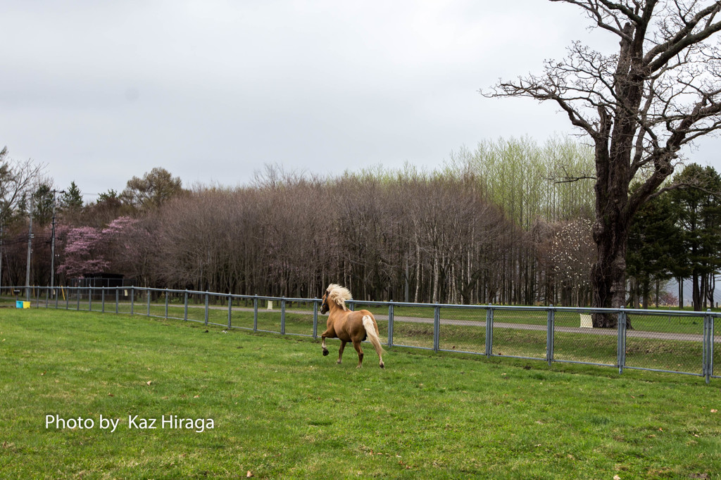 Gallop