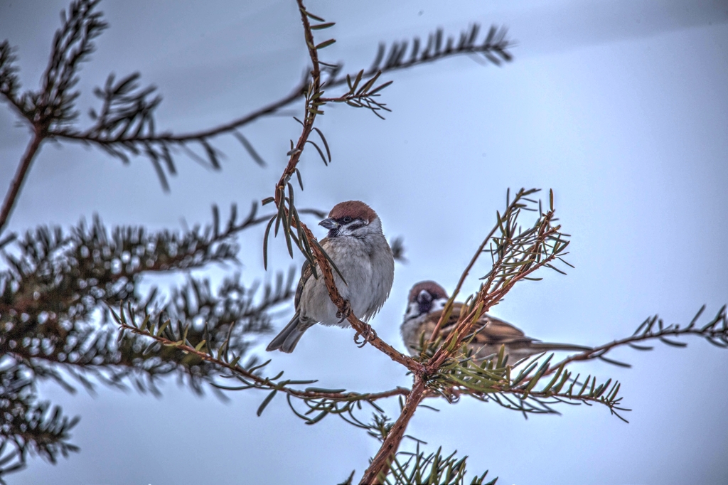 Sparrow_HDR