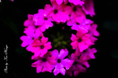 Petites fleurs