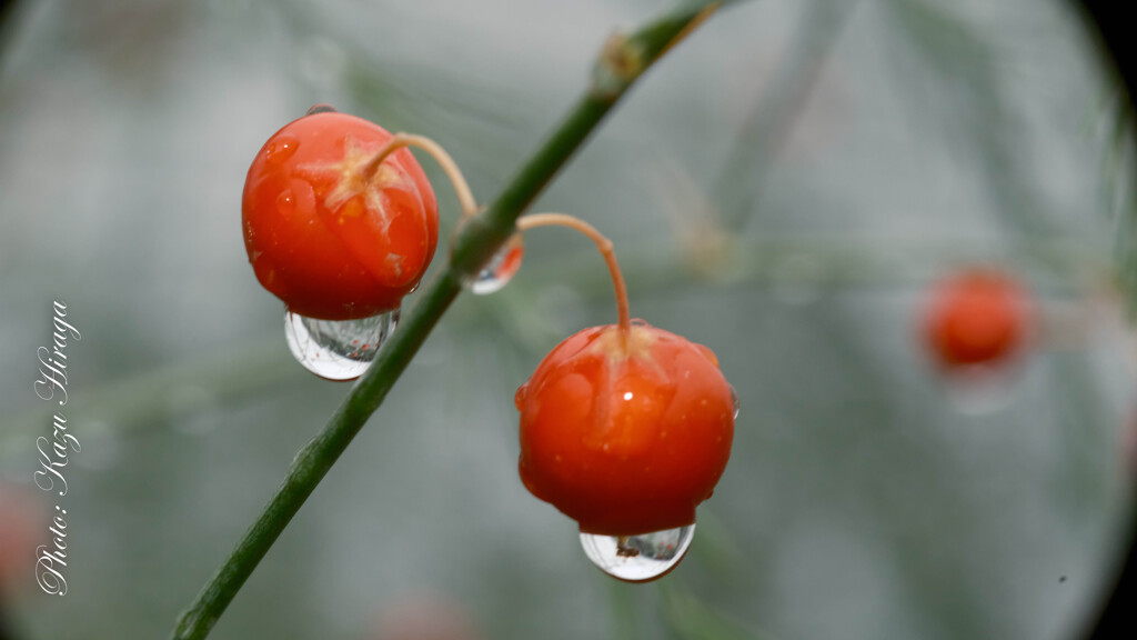 雨の雫とアスパラの実