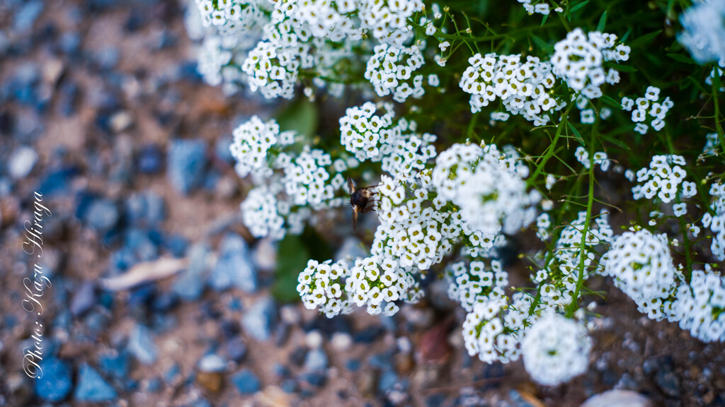 GFX with Old Lens