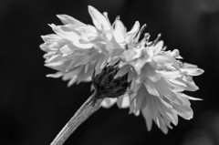 IMG_3087-Edit
