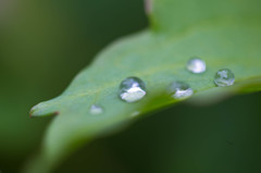 6月の庭から、突然の雨のあと