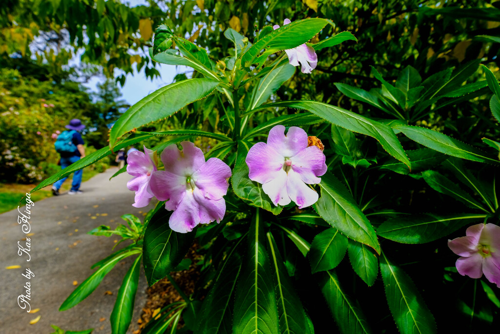 At a San Francisco Botanical Garden