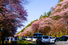 二十間道路桜並木