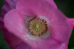 庭の花-2