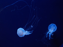クラゲ水族館