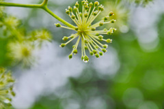 ウドの花に雫