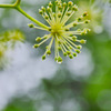 ウドの花に雫