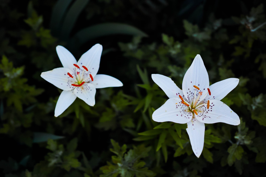 朝6時の花-7