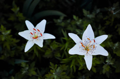 朝6時の花-7