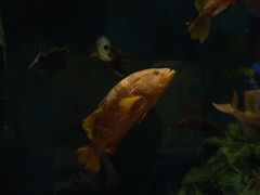 鶴岡市立加茂水族館