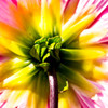 花の裏側