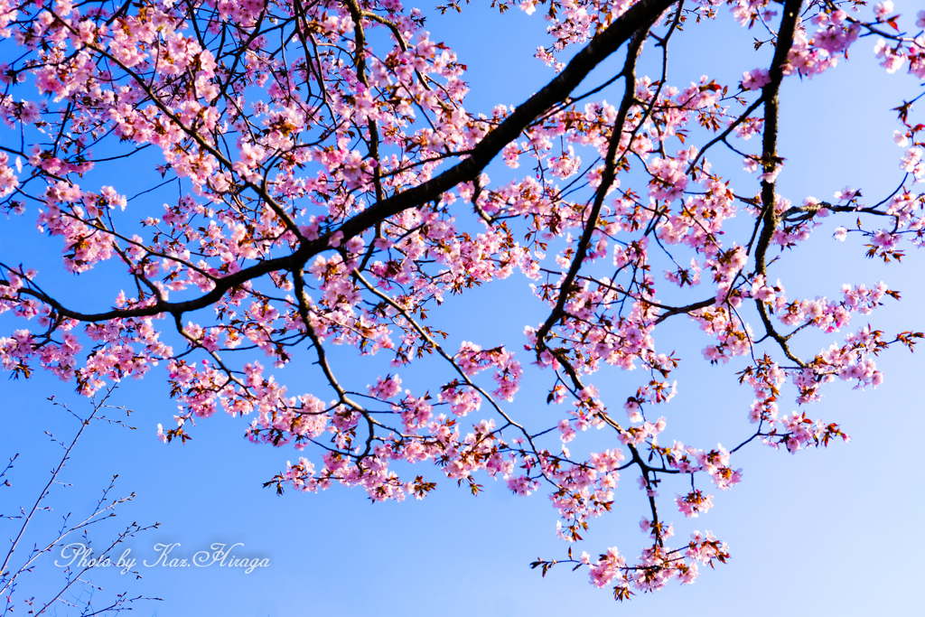 蝦夷山桜