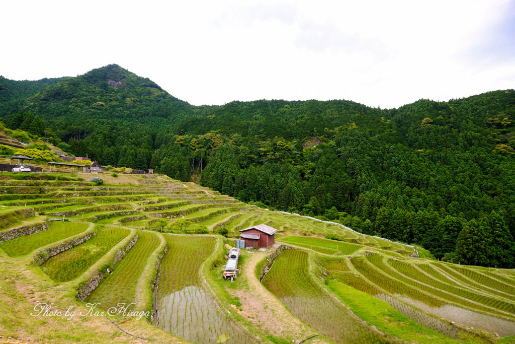 丸山千枚田