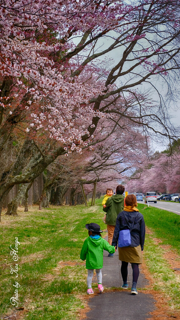 静内桜並木