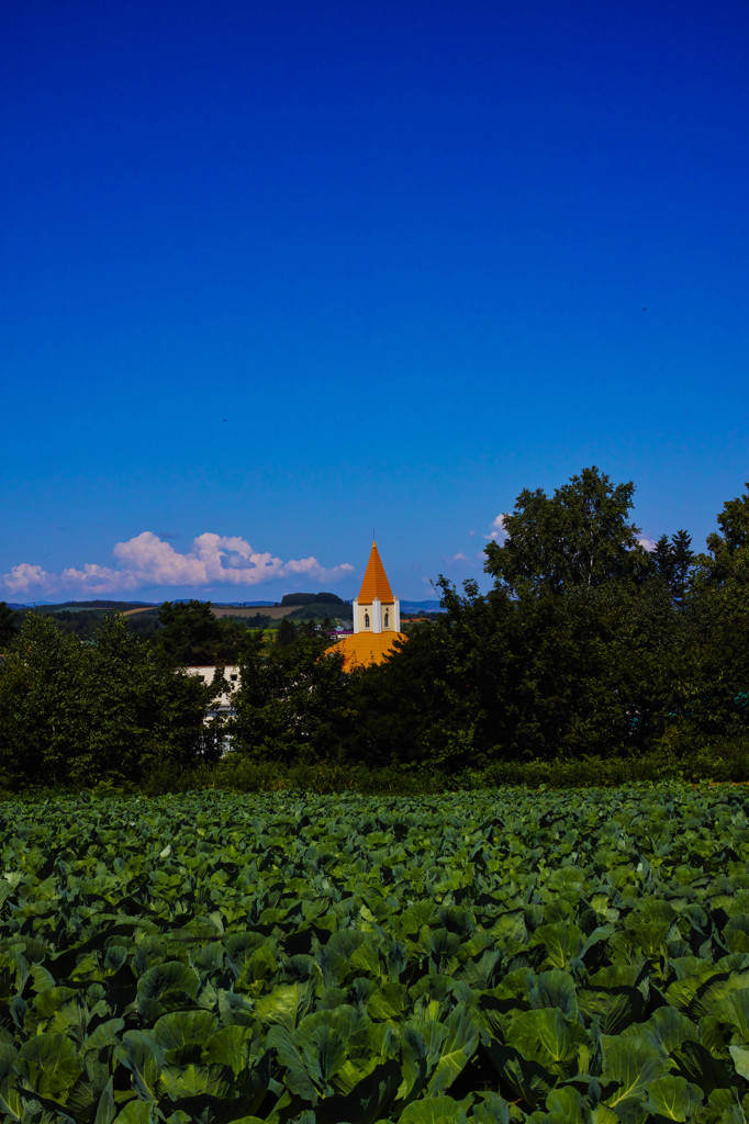 キャベツと尖塔のある風景