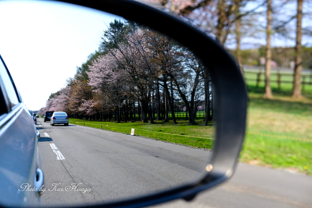 二十間道路桜並木