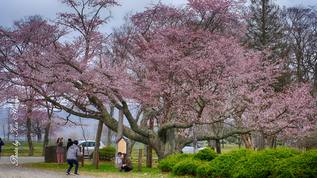 百年桜の下で