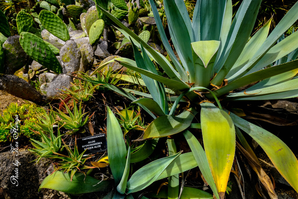 At a San Francisco Botanical Garden