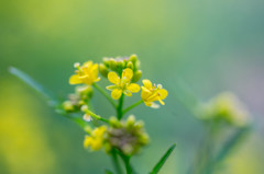主のいなくなった庭の花④