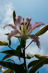 晴天に凛々しくユリの花咲て