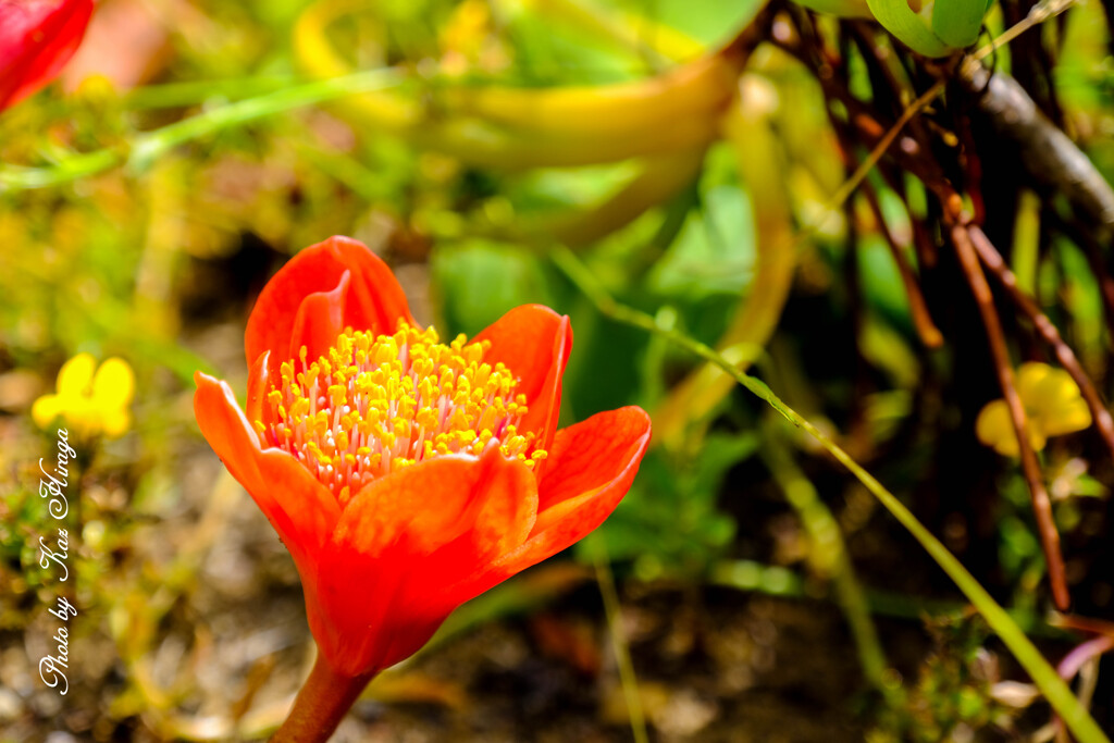 At a San Francisco Botanical Garden
