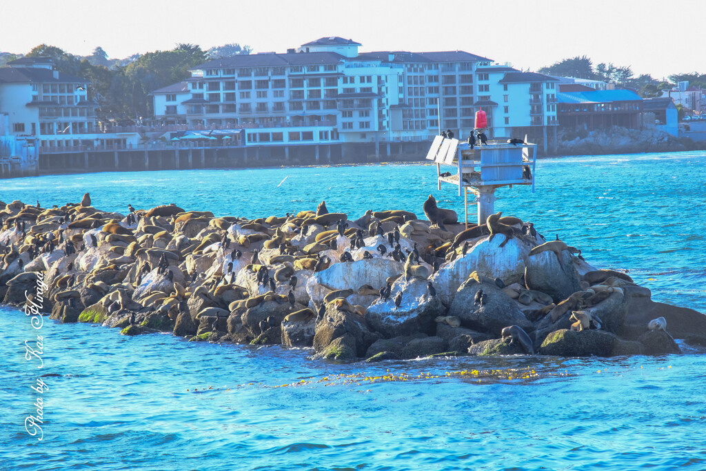 California Sea Lion at Monterey