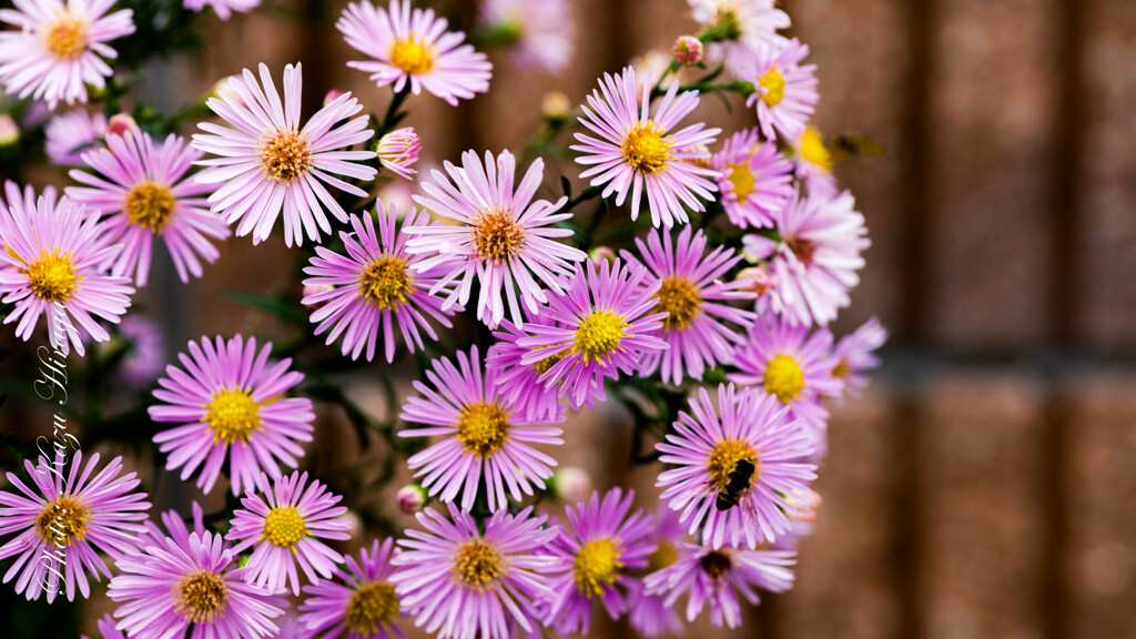 TOKINA　100mmF2.8MACRO